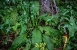 Lysichiton camtschatcensis. Вегетирующее растение в сообществе с Sasa и папоротниками. Сахалин, Холмский гор. округ, окр. мыса Слепиковского, смешанный лес. 26.08.2023.