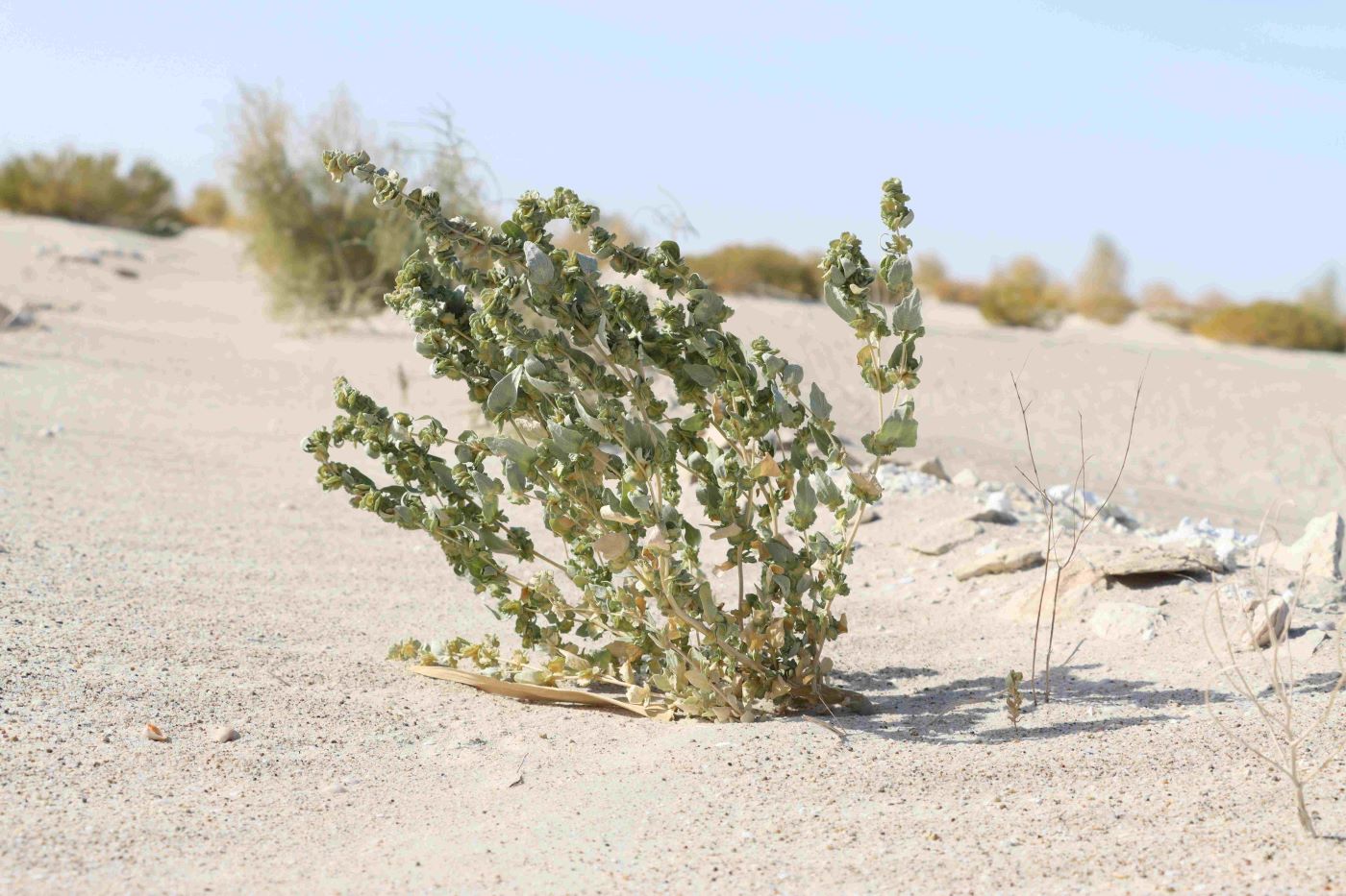 Image of Atriplex dimorphostegia specimen.