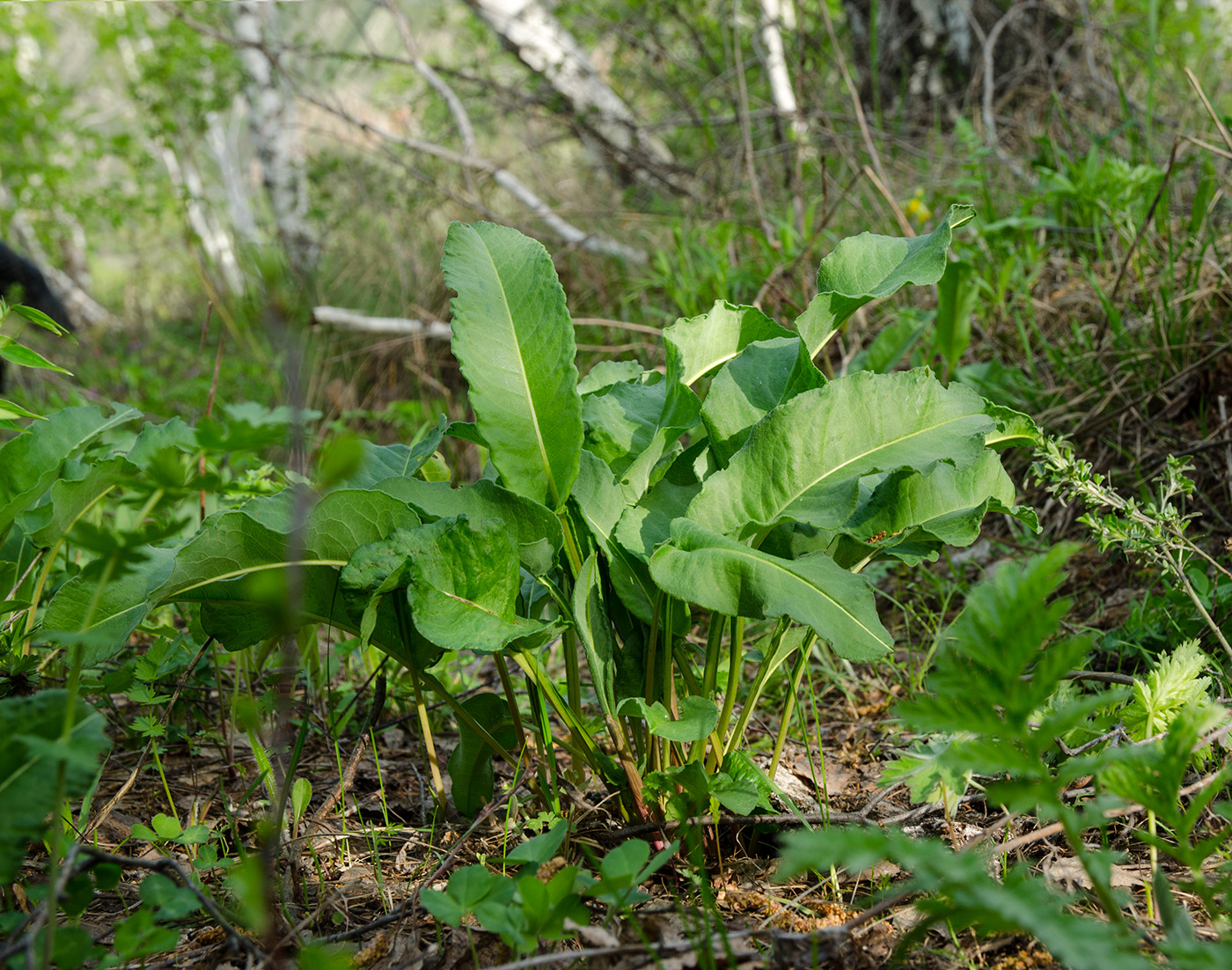 Изображение особи род Rumex.