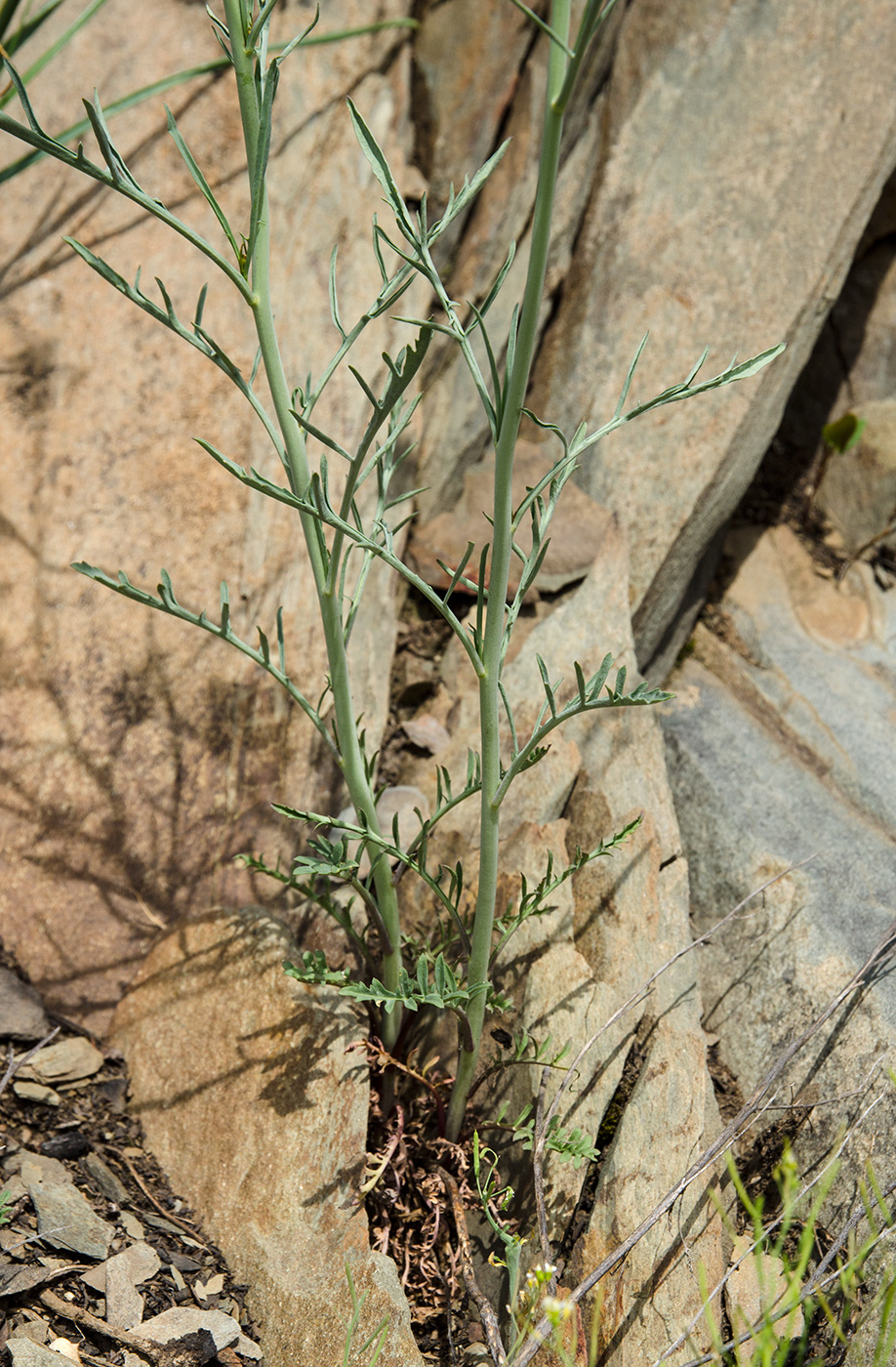 Image of Sisymbrium polymorphum specimen.