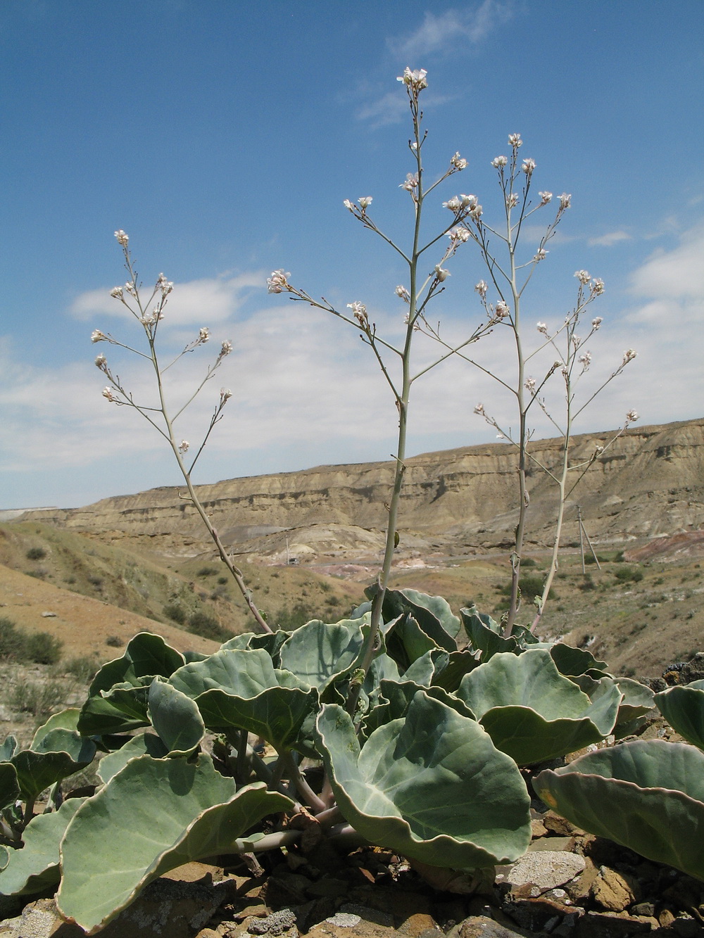 Изображение особи Crambe edentula.