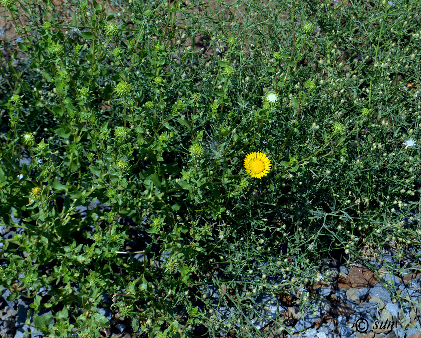 Изображение особи Grindelia squarrosa.