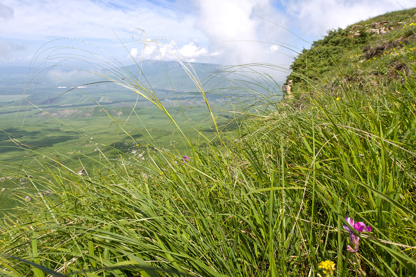 Image of Stipa pulcherrima specimen.