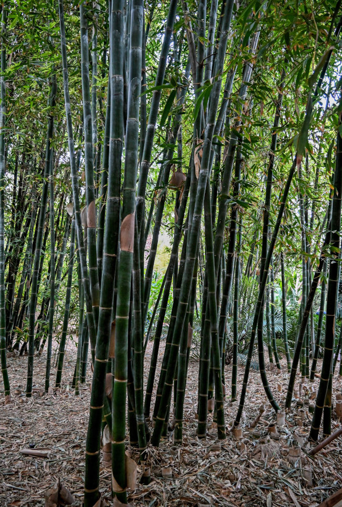 Изображение особи Phyllostachys pubescens.