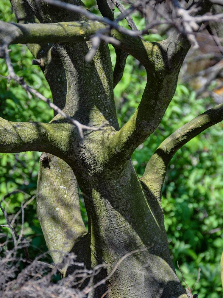 Image of Celtis glabrata specimen.