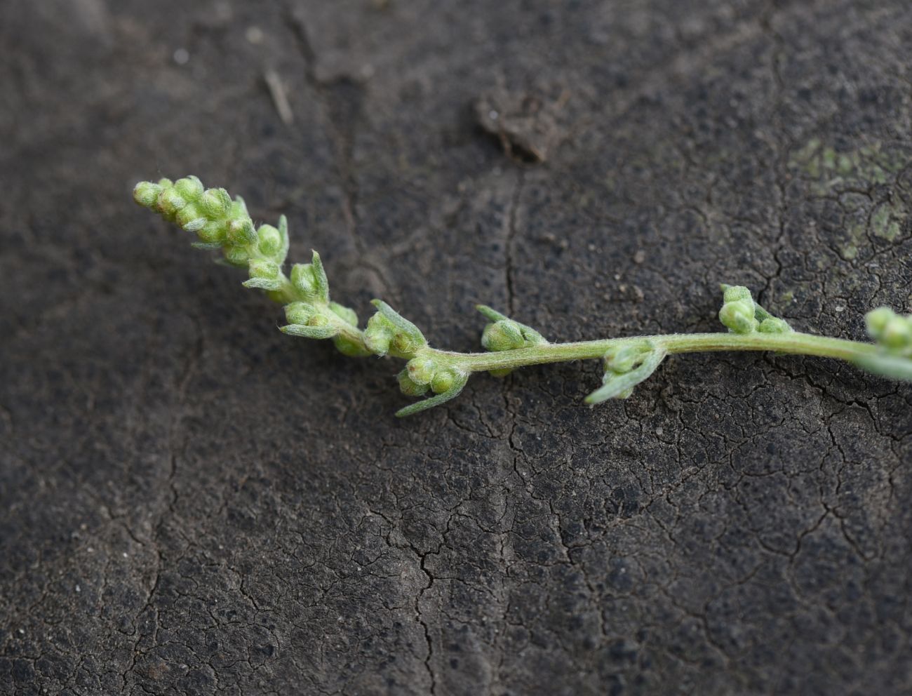 Изображение особи Artemisia campestris.