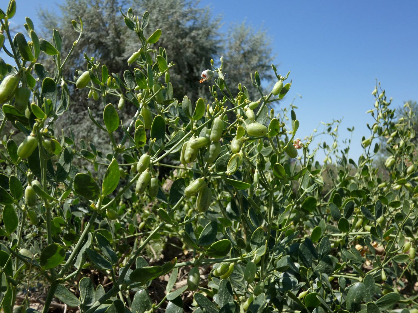 Image of Zygophyllum fabago ssp. orientale specimen.