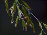 Festuca arundinacea