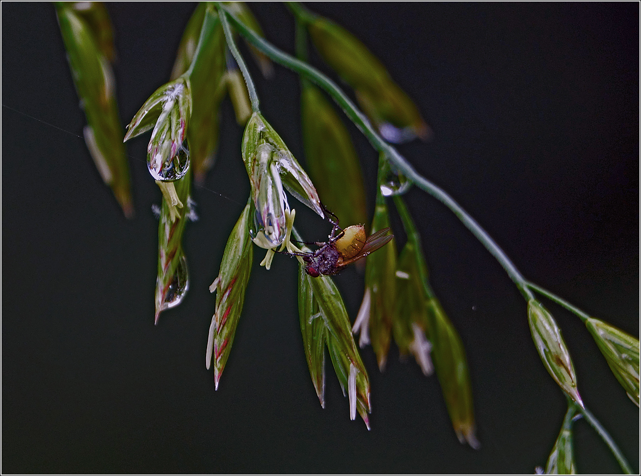 Изображение особи Festuca arundinacea.