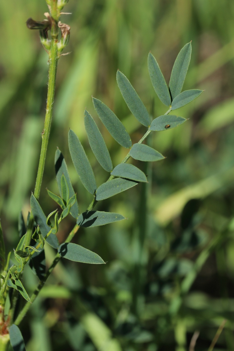 Изображение особи Onobrychis arenaria.