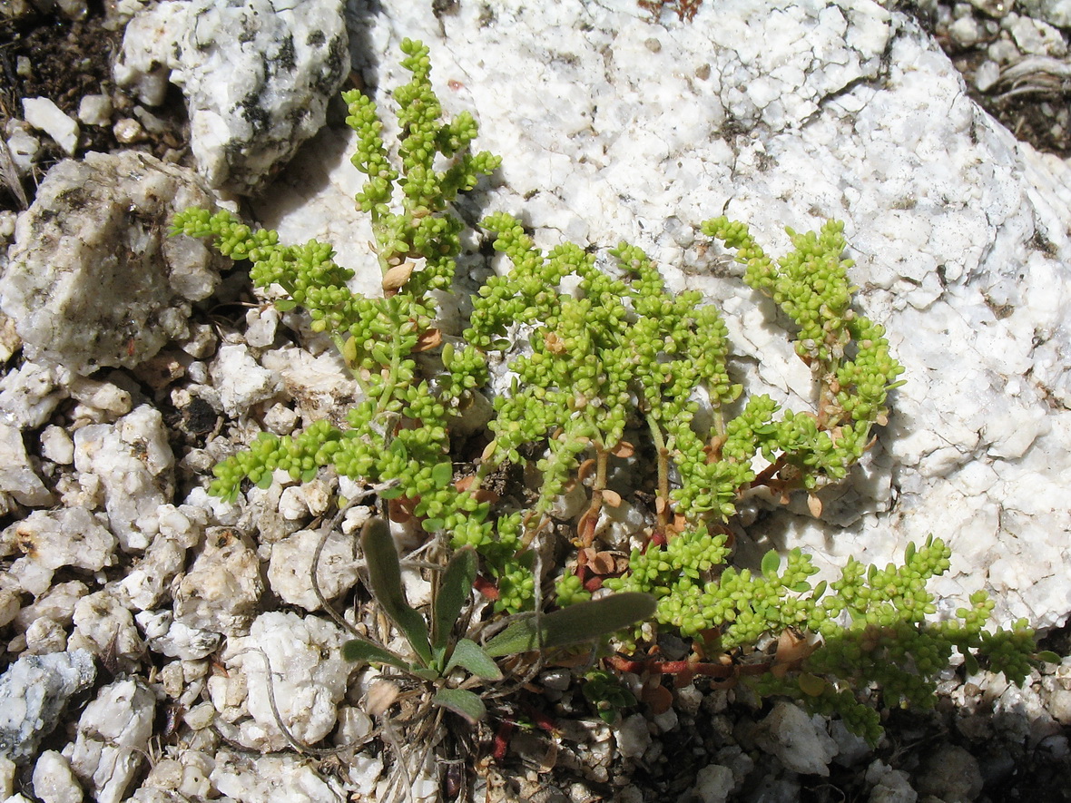 Image of Herniaria glabra specimen.