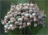 genus Allium