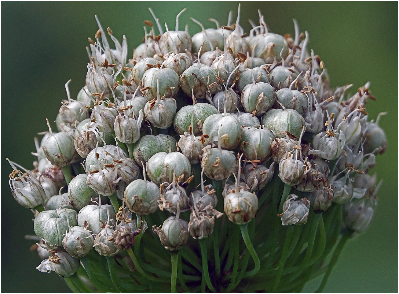 Image of genus Allium specimen.