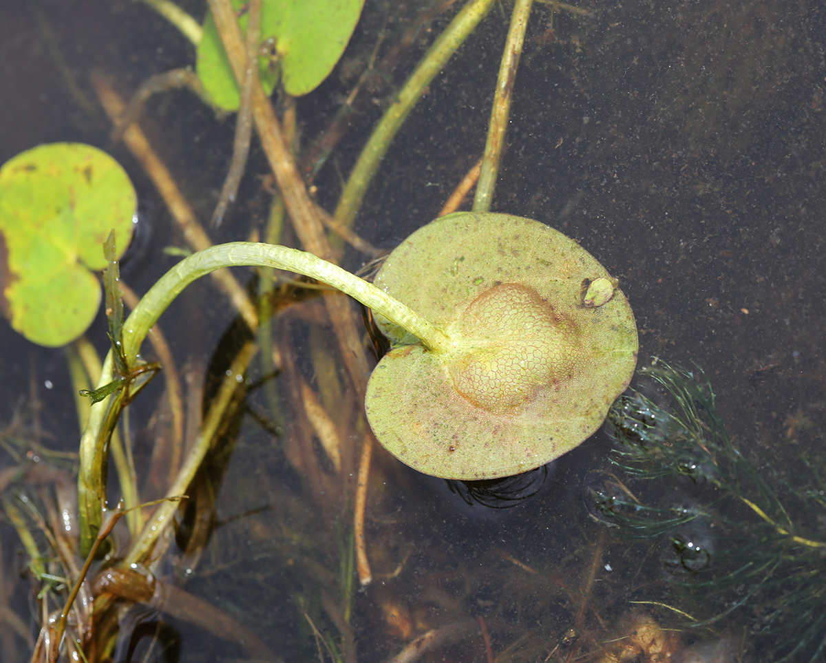 Image of Hydrocharis dubia specimen.