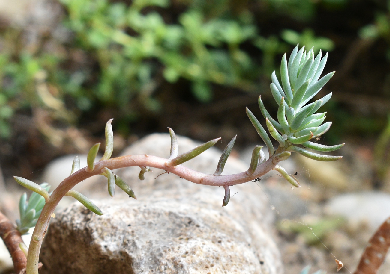 Image of Sedum reflexum specimen.