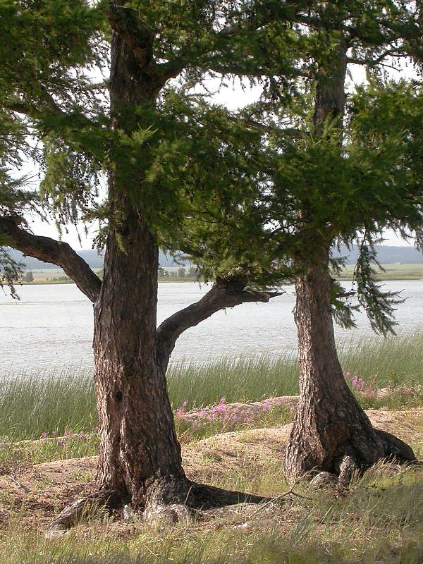 Image of Larix gmelinii specimen.