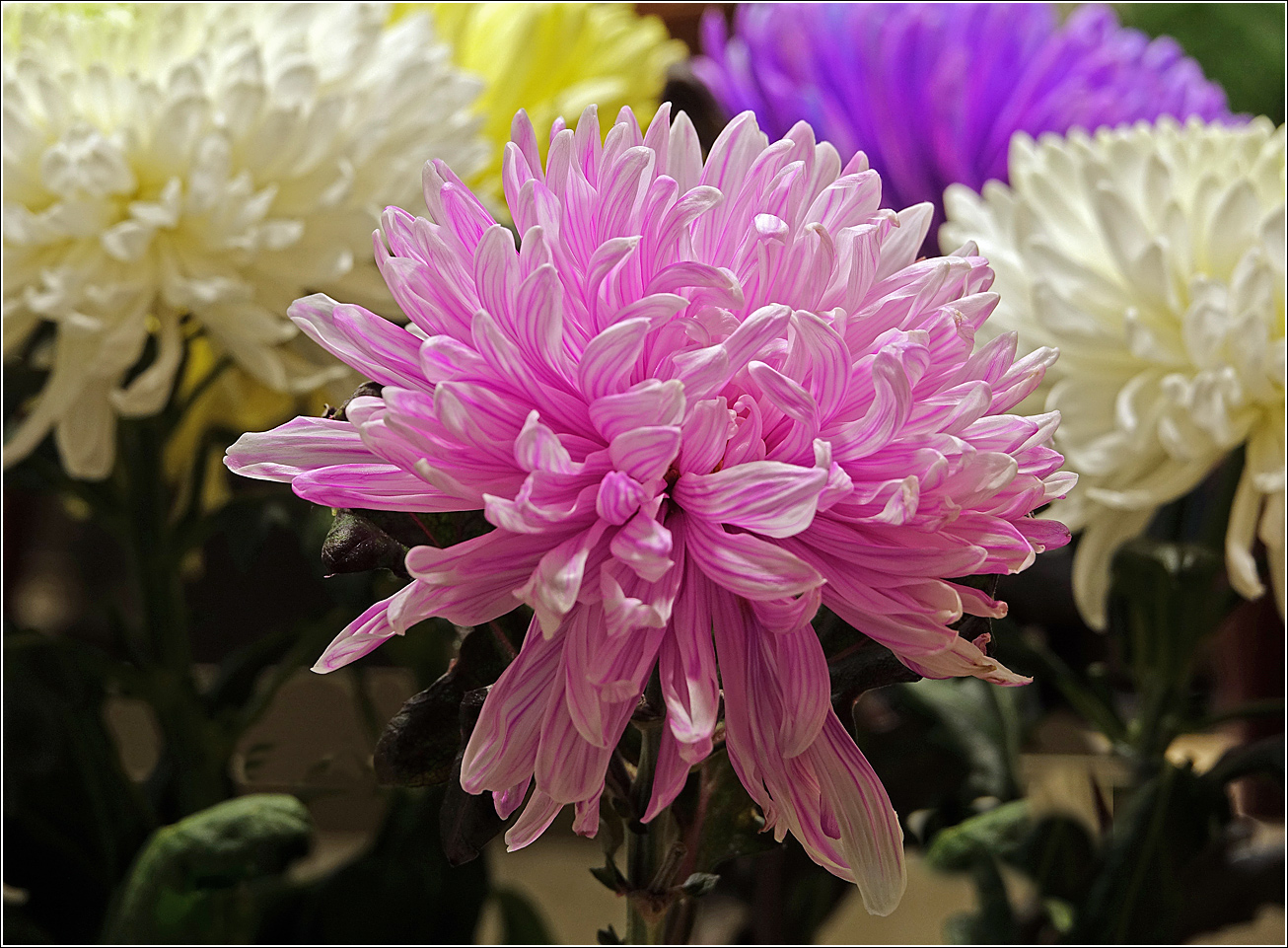 Image of Chrysanthemum indicum specimen.