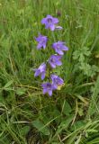 Campanula rapunculoides. Цветущее растение. Чечня, Шаройский р-н, 2 км к востоку от ур. Хиндушты, 1 км на юго-запад от Сигнальной горы, выс. 2170 м н.у.м., луг. 1 июля 2024 г.