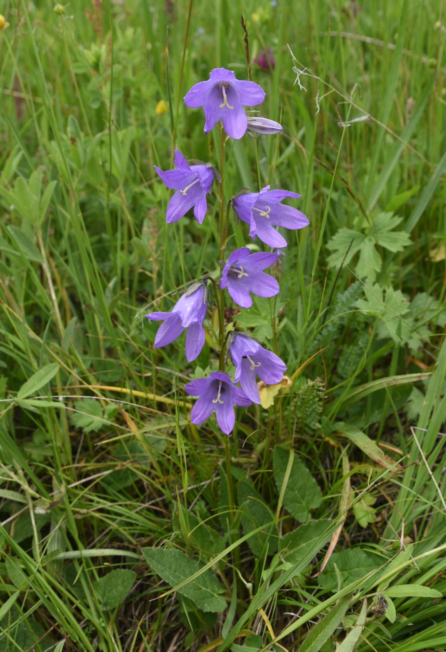 Image of Campanula rapunculoides specimen.