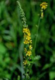 Agrimonia eupatoria. Соцветие с цветками и бутонами. Костромская обл., г. Кострома, устье р. Кострома, луг. 29.06.2024.