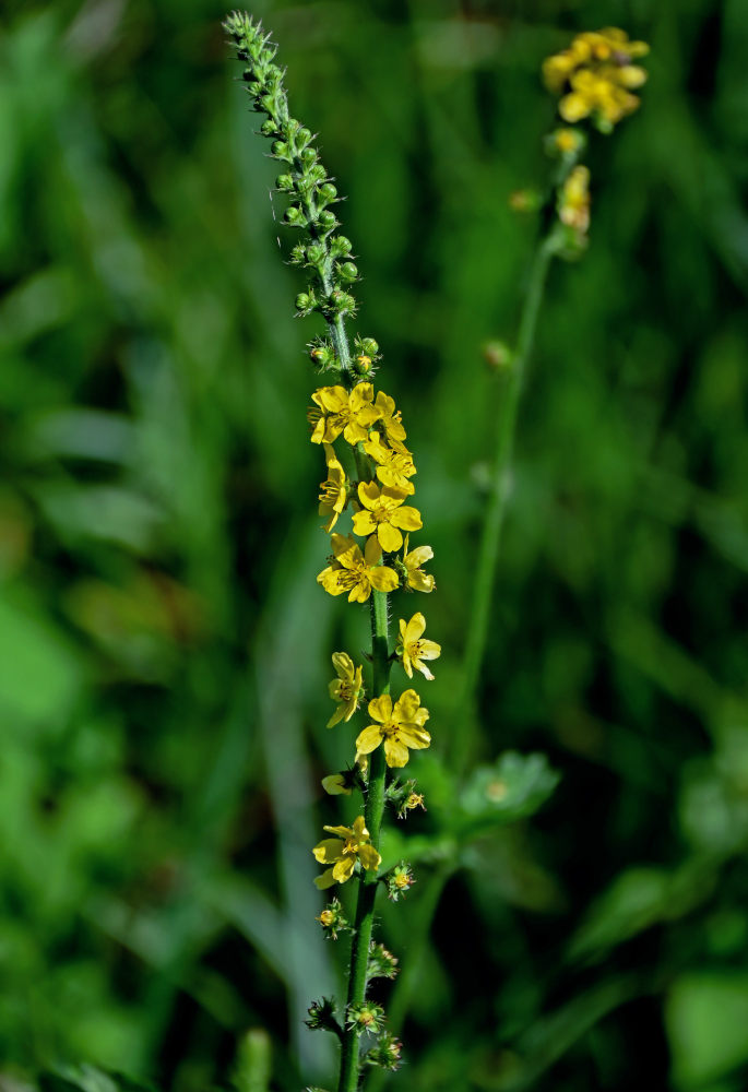 Image of Agrimonia eupatoria specimen.