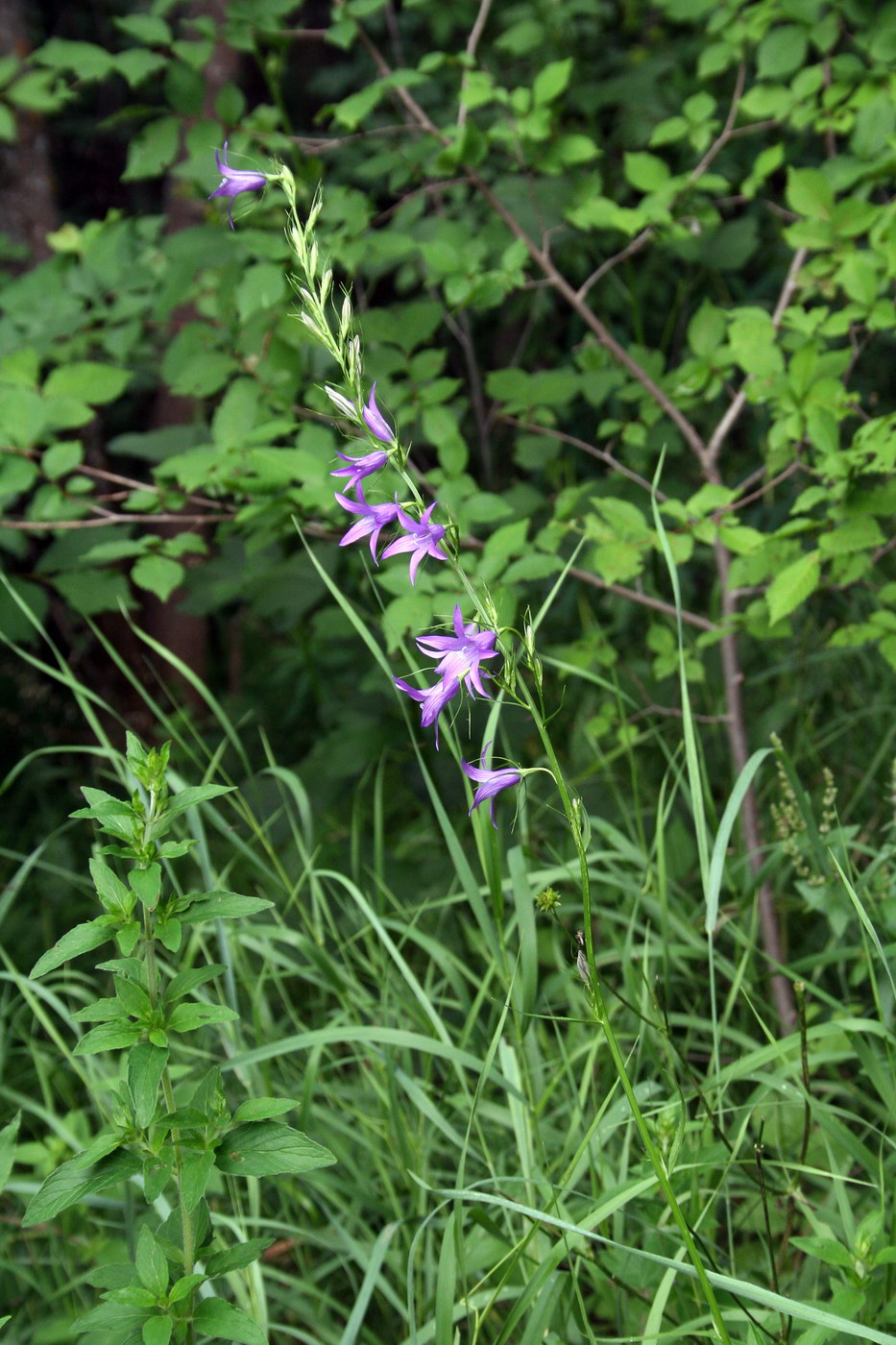 Image of Campanula rapunculus specimen.