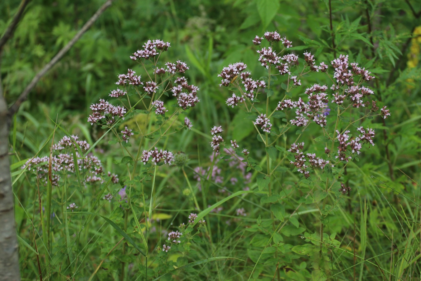 Изображение особи Origanum vulgare.