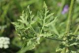 Heracleum sibiricum