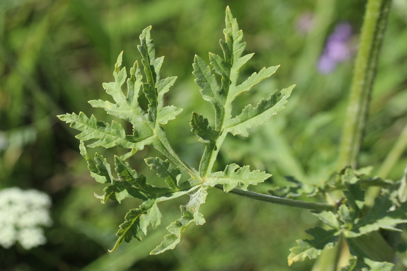Image of Heracleum sibiricum specimen.