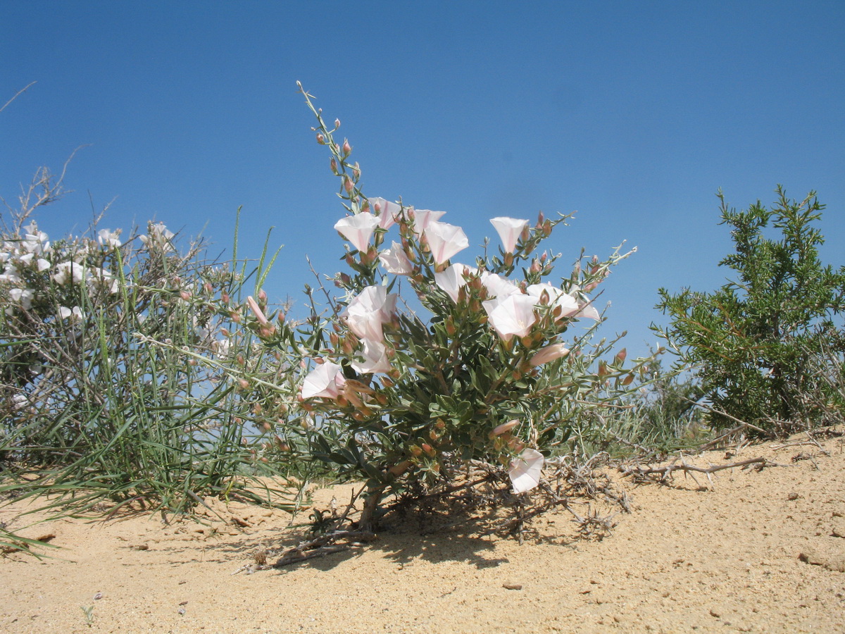 Изображение особи Convolvulus fruticosus.