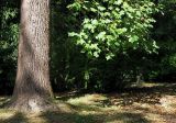 Liriodendron tulipifera