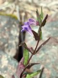 Scutellaria galericulata