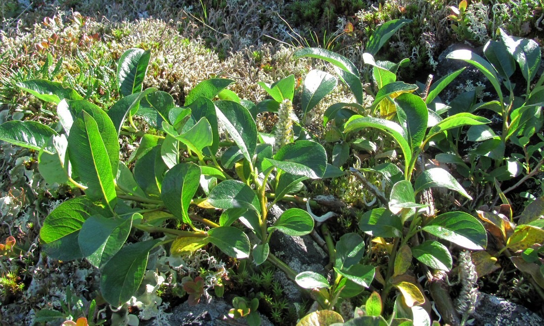 Image of Salix arctica specimen.