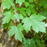 View full-size image Acer campestre