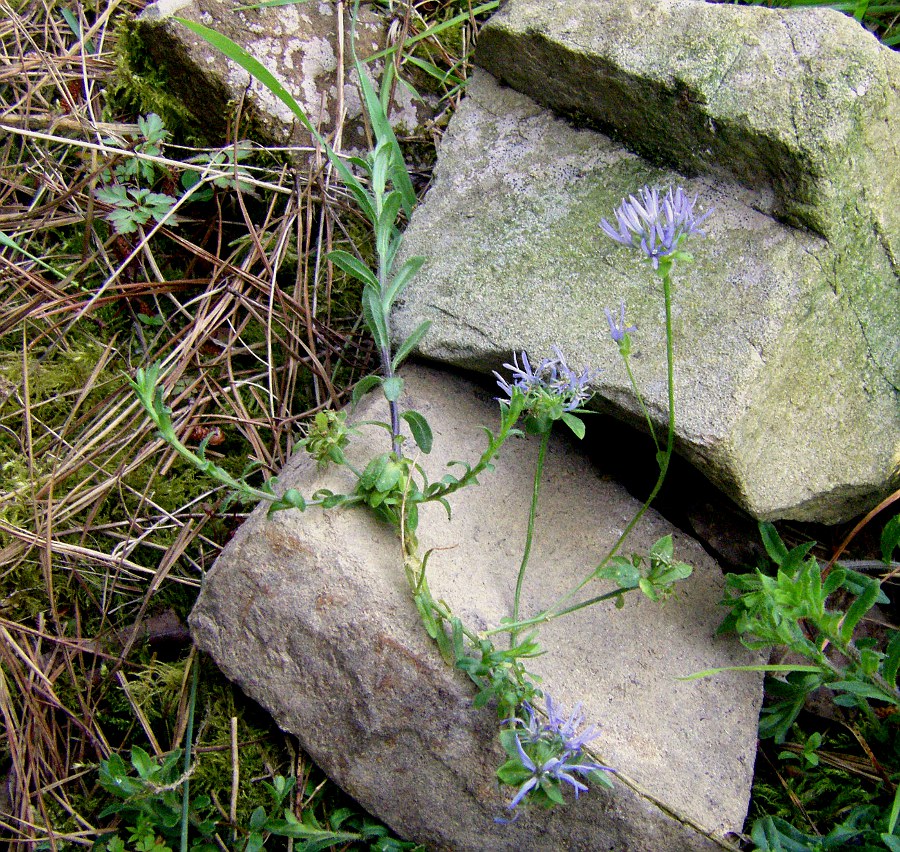 Image of Jasione crispa specimen.