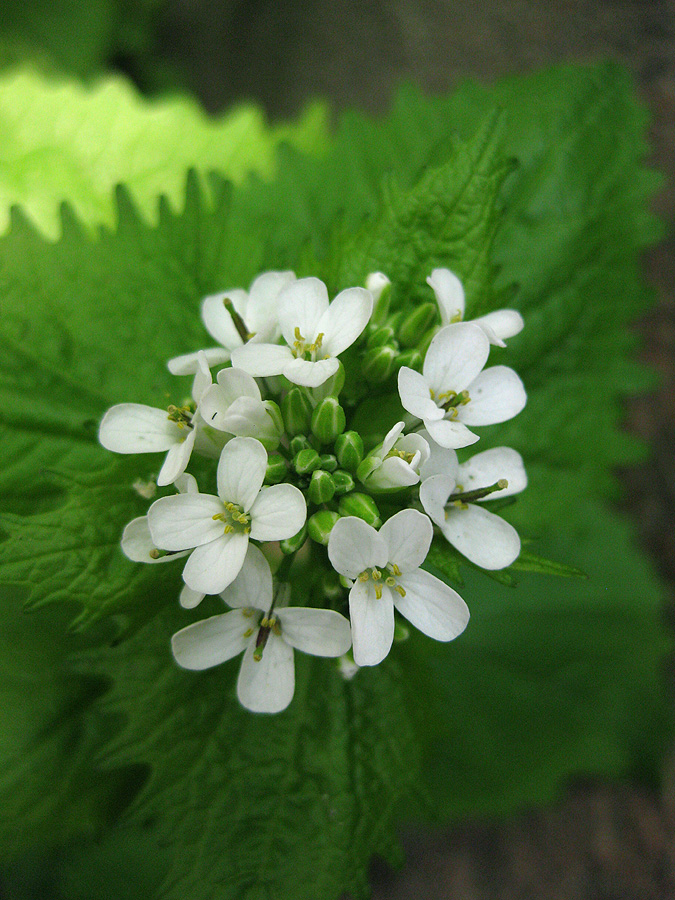 Image of Alliaria petiolata specimen.