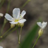 Image of taxon representative. Author is Евгений Комаров