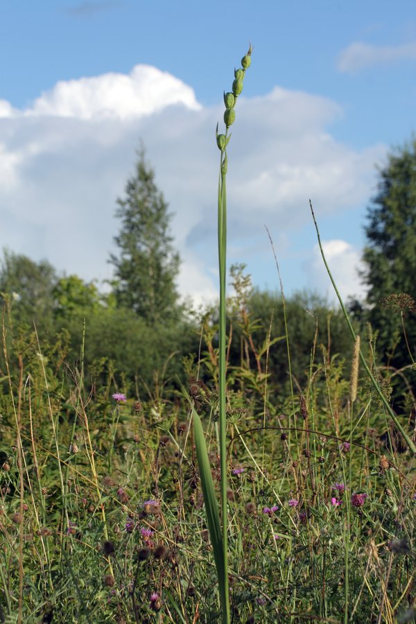 Image of Gladiolus imbricatus specimen.