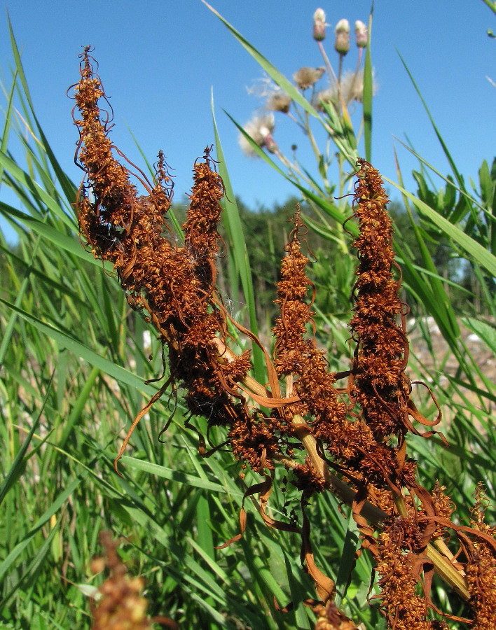 Изображение особи Rumex rossicus.