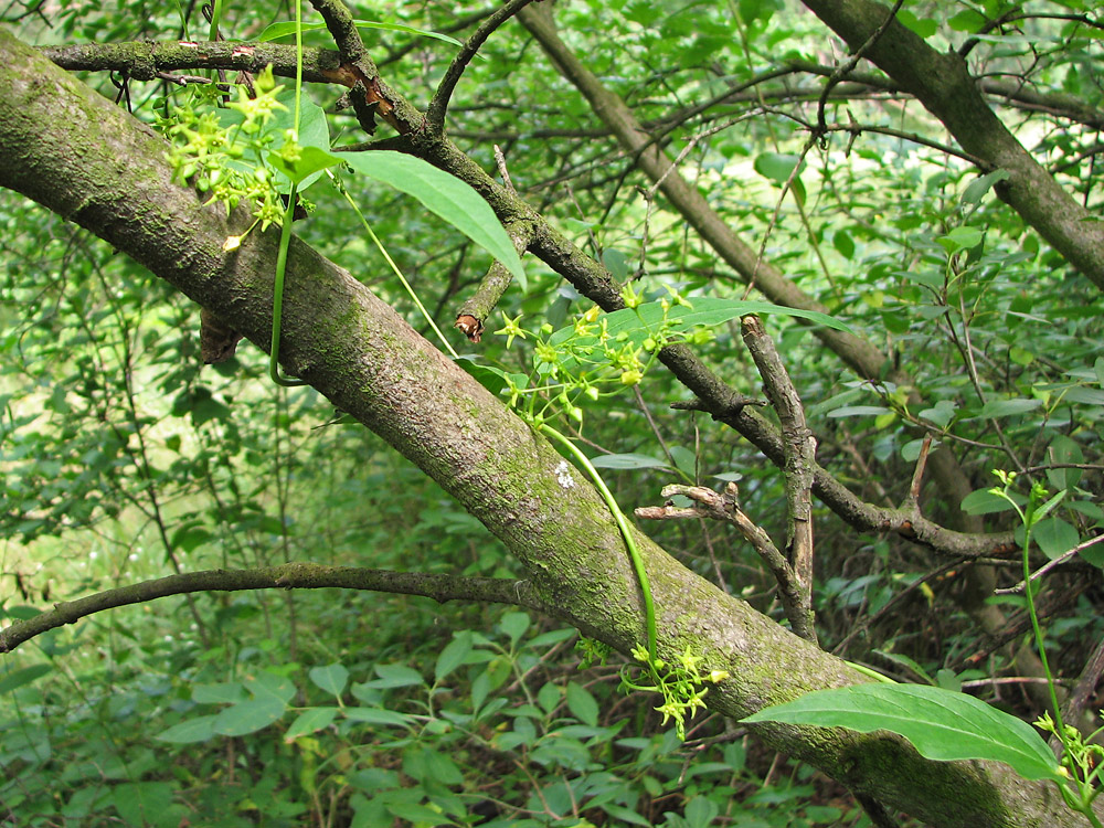 Image of Vincetoxicum scandens specimen.