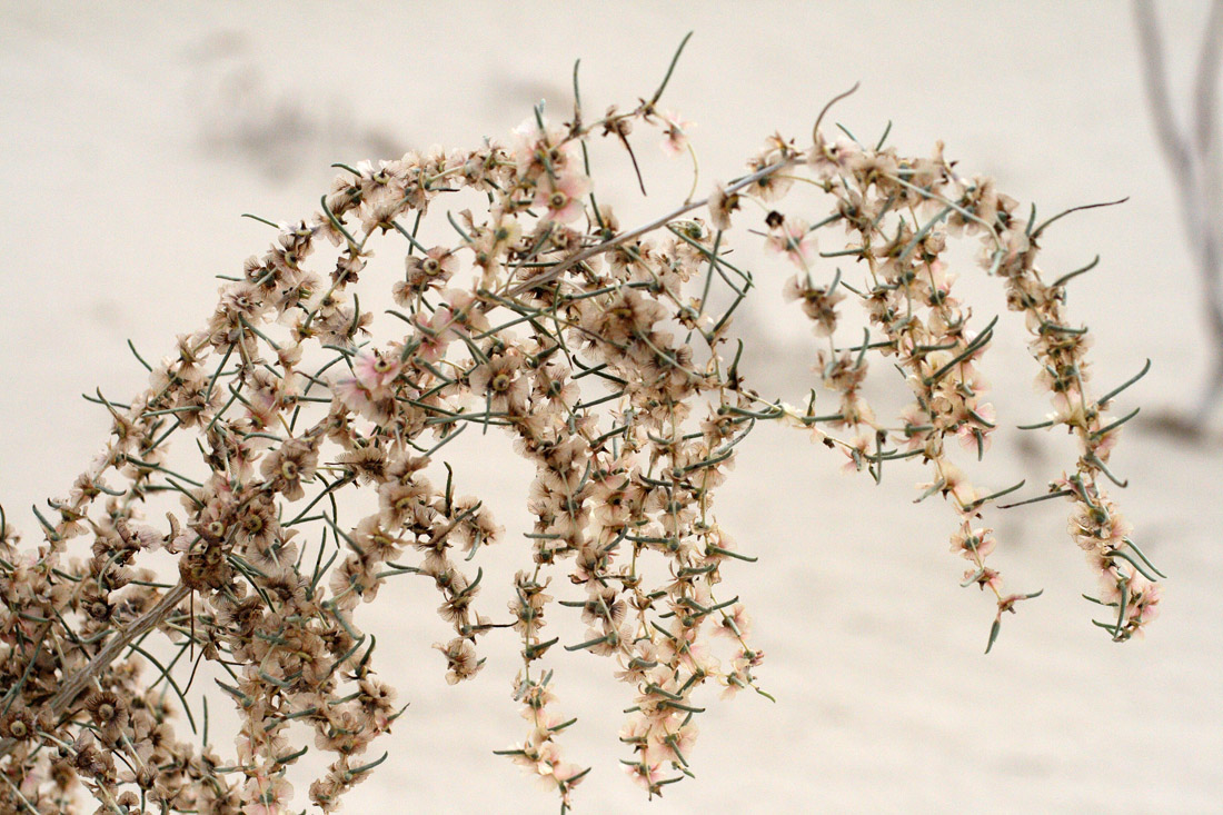 Image of Salsola richteri specimen.