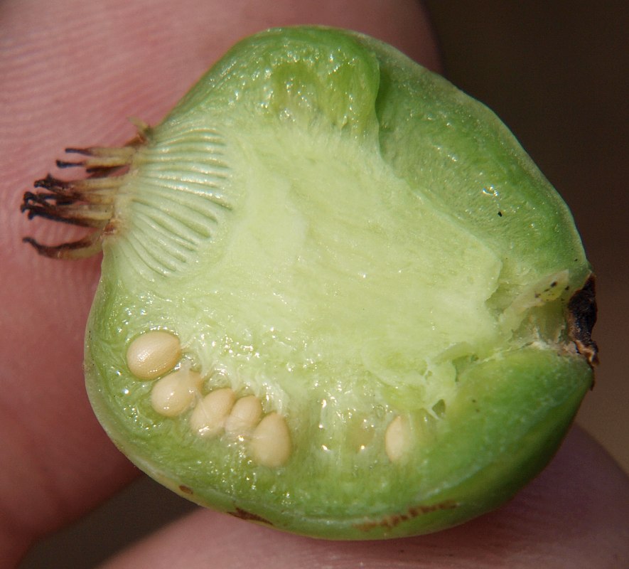 Image of Actinidia arguta specimen.