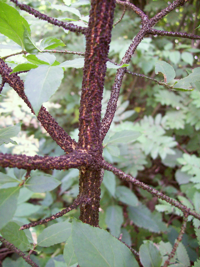 Изображение особи Euonymus verrucosus.