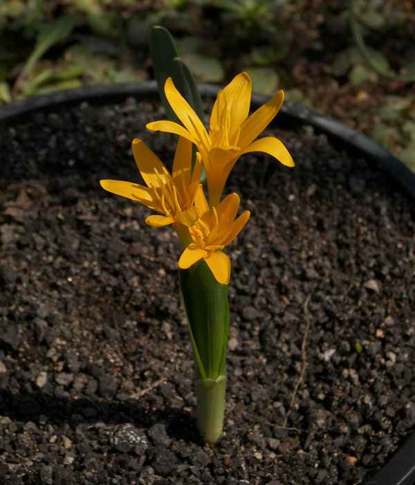 Image of Colchicum luteum specimen.