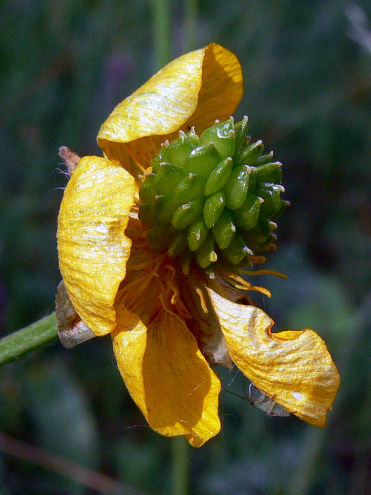 Image of Ranunculus polyanthemos specimen.