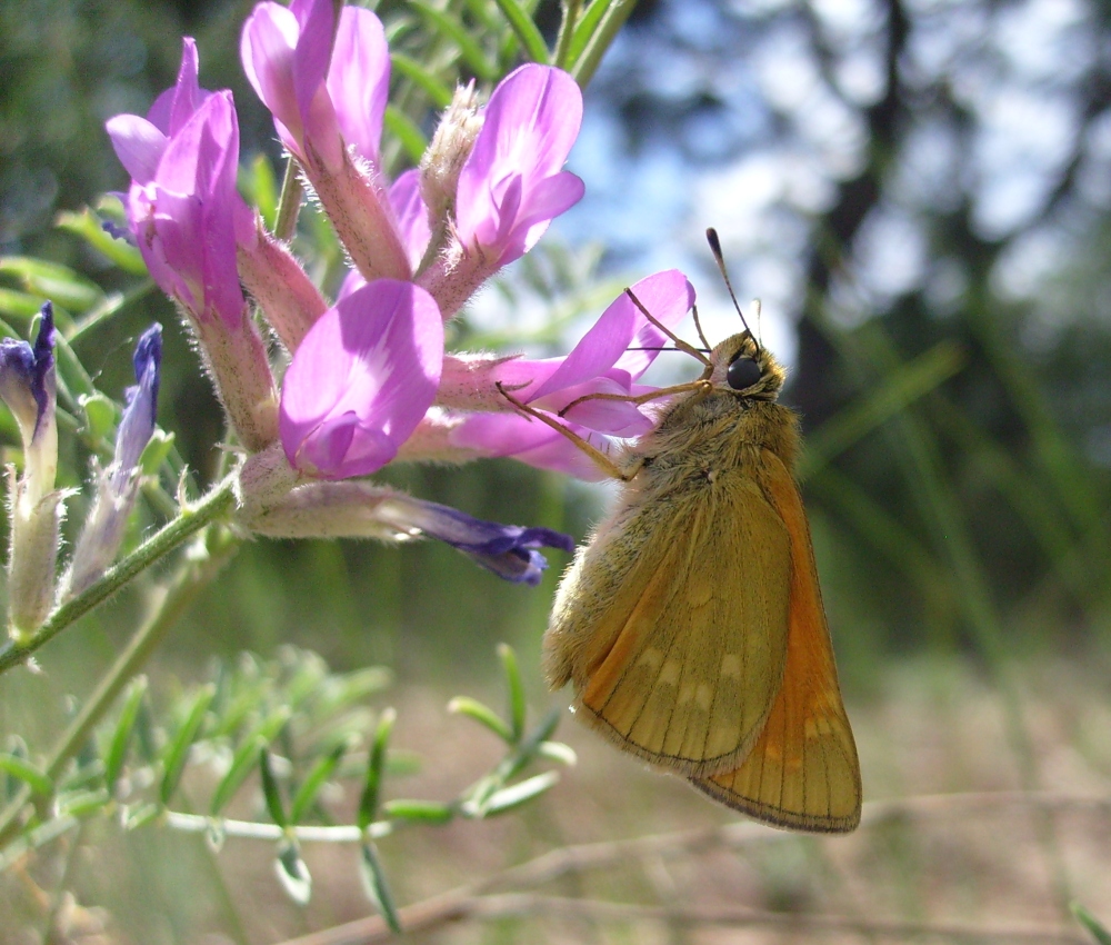 Изображение особи Astragalus varius.