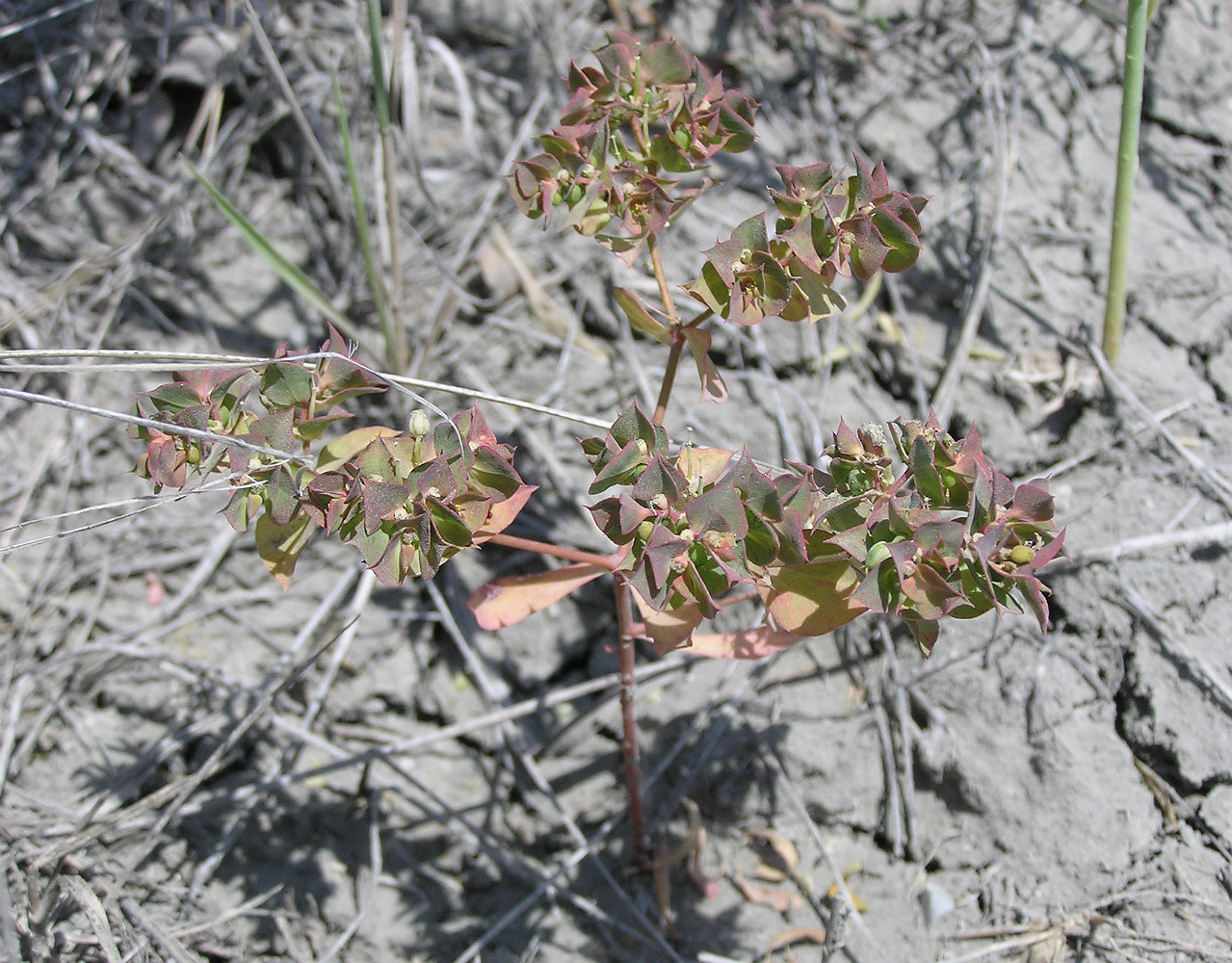 Image of Euphorbia falcata specimen.