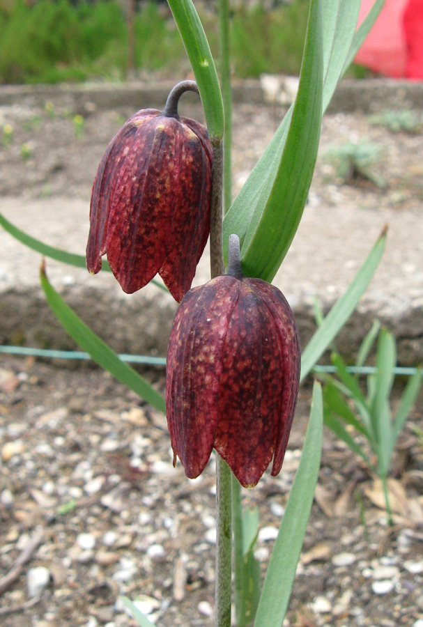 Изображение особи Fritillaria montana.