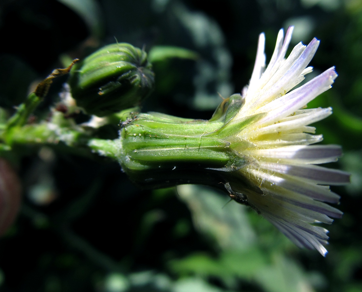 Image of genus Sonchus specimen.