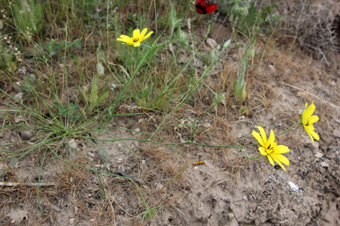 Image of Koelpinia macrantha specimen.